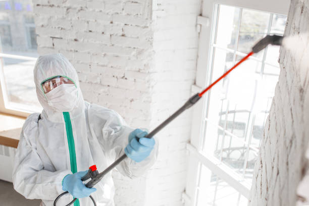 Homestead Valley, CA Mold Removal Company