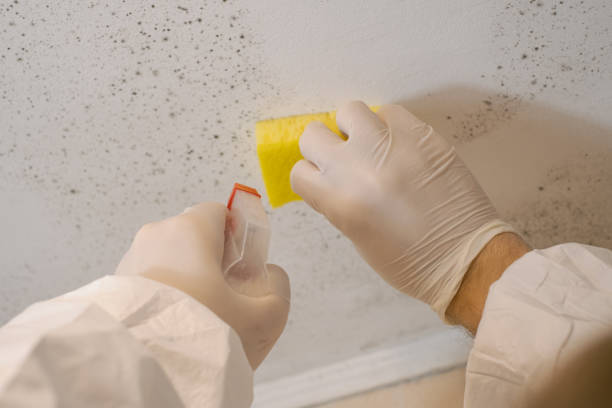 Best Biohazard Mold Removal  in Homestead Valley, CA