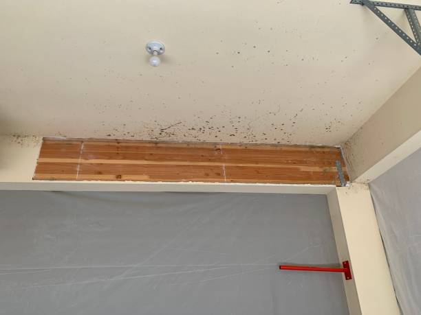 Best Mold Remediation for Healthcare Facilities  in Homestead Valley, CA
