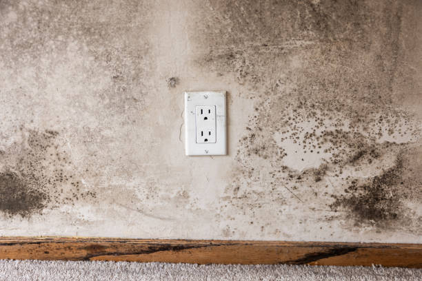 Best Commercial Mold Inspection  in Homestead Valley, CA
