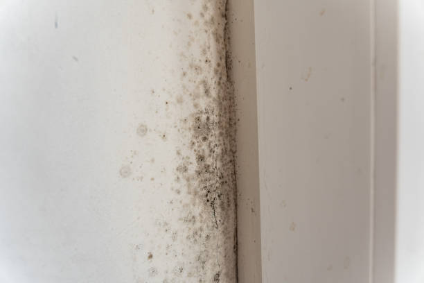 Best Black Mold Removal  in Homestead Valley, CA
