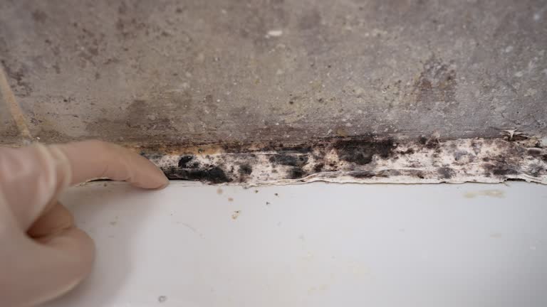 Biohazard Mold Removal in Homestead Valley, CA